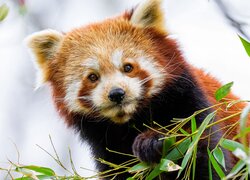 Czerwona panda z liśćmi w łapkach
