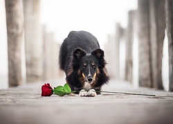 Pies, Owczarek szetlandzki, Kwiat, Róża