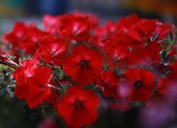 Czerwone, Surfinie, Kwiaty
