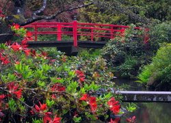 Czerwony mostek i krzew różanecznika w ogrodzie Kubota Garden w Seattle