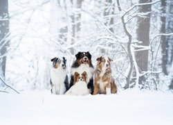 Cztery psy w zimowym lesie