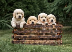 Cztery szczeniaki golden retriever w drewnianej skrzynce