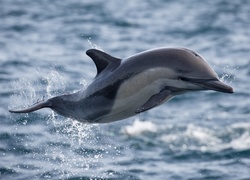 Skaczący, Delfin