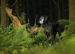 Dog niemiecki w lesie wśród paproci