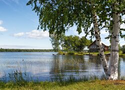 Dom i brzoza na brzegu jeziora Onega w Rosji