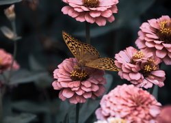 Motyl, Dostojka malinowiec, Różowe, Kwiaty, Cynie