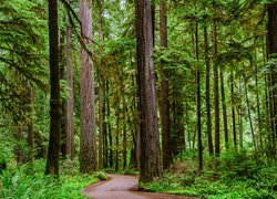 Stany Zjednoczone, Kalifornia, Crescent City, Park stanowy Jedediah Smith Redwoods State Park, Droga, Drzewa, Sekwoje