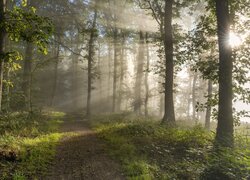 Droga i przebijające światło pomiędzy drzewami w zielonym lesie