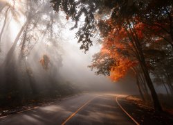 Droga, Drzewa, Mgła, Poranek, Przebijające światło, Jesień