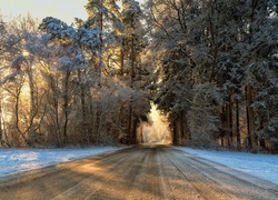 Zima, Przebijające światło, Droga, Las, Drzewa