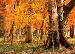 Jesień, Drzewa, Klony