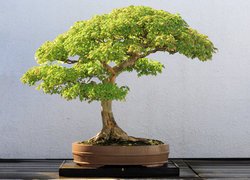 Zielone, Drzewko, Bonsai
