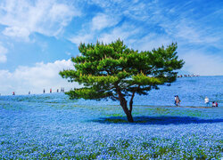 Łąka, Niebieskie, Kwiaty, Porcelanki Menziesa, Drzewo, Hitachi Seaside Park, Hitachinaka, Japonia