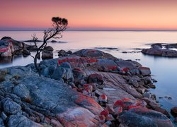 Australia, Tasmania, Binalong Bay, Morze, Skały, Głazy, Drzewo