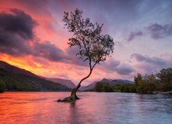 Drzewo w jeziorze Llyn Padarn o zachodzie słońca