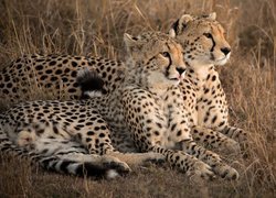 Dwa gepardy leżące na suchej trawie