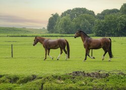 Dwa konie na ogrodzonym pastwisku