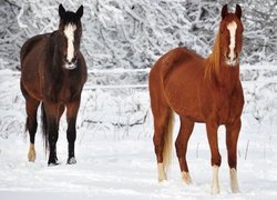 Dwa, Konie, Śnieg, Zima