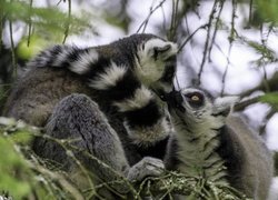 Dwa, Lemury katta, Gałęzie
