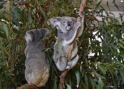 Koale, Drzewo, Eukaliptus