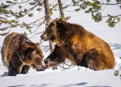 Dwa, Niedźwiedzie brunatne, Zima, Śnieg, Drzewa
