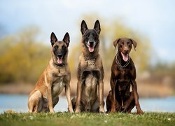 Psy, Dwa, Owczarki belgijskie Malinois, Brązowy, Doberman