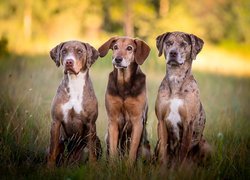 Trzy, Psy, Catahoula leopard dog, Kundelek, Trawa
