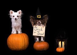 Dwa psy rasy chihuahua świętują Halloween