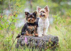 Dwa psy yorkshire terrier na kamieniu w trawie