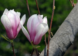 Dwa rozkwitające kwiaty magnolii