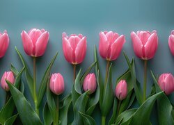 Kwiat, Tulipany, Różowe
