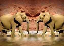 Dwa słonie w wodzie