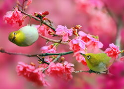 Dwa szlarniki japońskie na gałązce kwitnącej wiśni