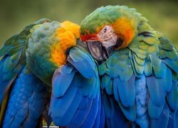 Dwie, Papugi, Ary ararauny