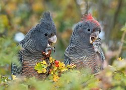 Dwie, Papugi, Szare, Kakadu krasnogłowe