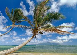 Dwie palmy pochylone nad morzem