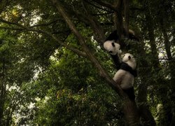 Dwie pandy na drzewie