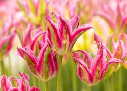 Dwukolorowe, Kwiaty, Tulipany