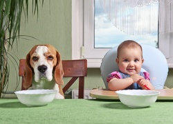 Dziewczynka i pies rasy beagle przy stole czekają na posiłek