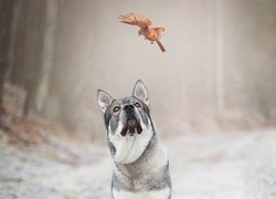 Elkhund zerkający na ptaka