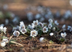 Eranthis pinnatifida - japońskie kwiaty wiosenne zwane Setsubun Sou