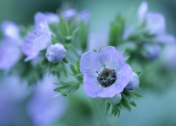 Niebieski, Kwiatek, Facelia bolandera