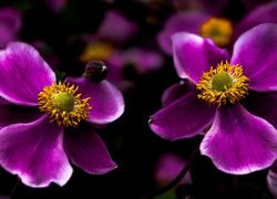 Fioletowe kwiaty zawilca japońskiego w zbliżeniu