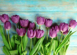 Fioletowe tulipany na niebieskich deskach