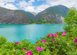 Norwegia, Park Narodowy Folgefonna, Fiord, Akrafjorden, Góry, Roślinność, Kwiaty