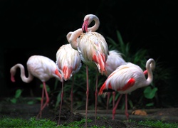 Flamingi, Rośliny