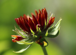 Gailardia nadobna, Czerwony, Kwiat