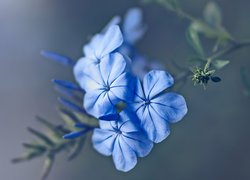 Niebieskie, Kwiaty, Floks, Zbliżenie
