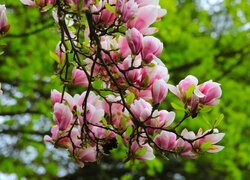 Gałązka z rozkwitającymi magnoliami