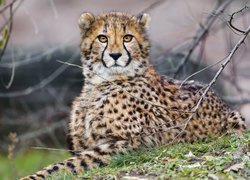 Gepard leżący na trawie